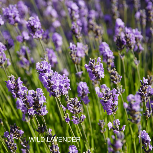 TRANQUILITY ROOM & LINEN MIST