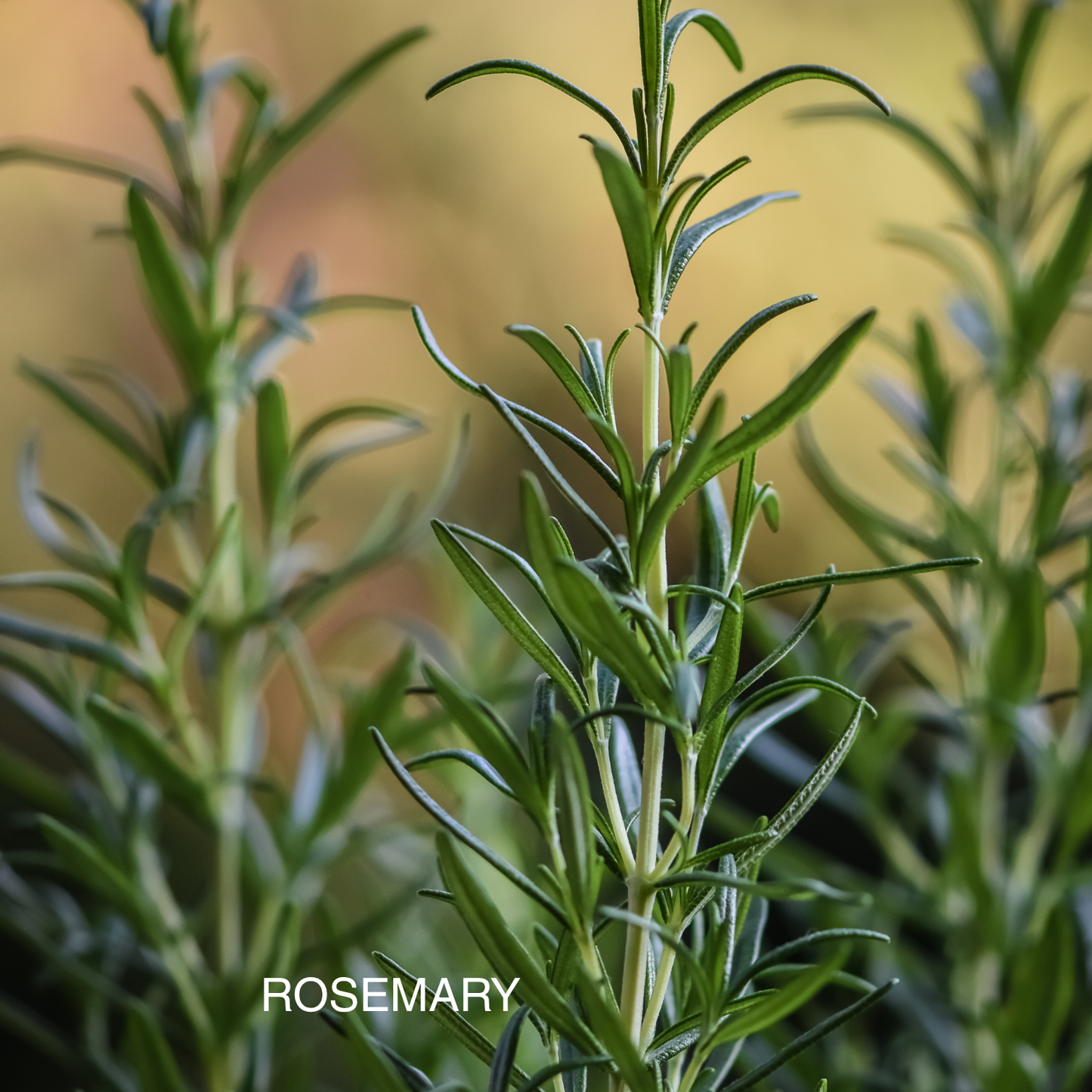 ABUNDANT AURA ROOM & LINEN MIST